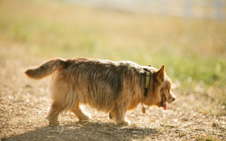 Keep tabs on your furry friends with the best pet GPS tracker.