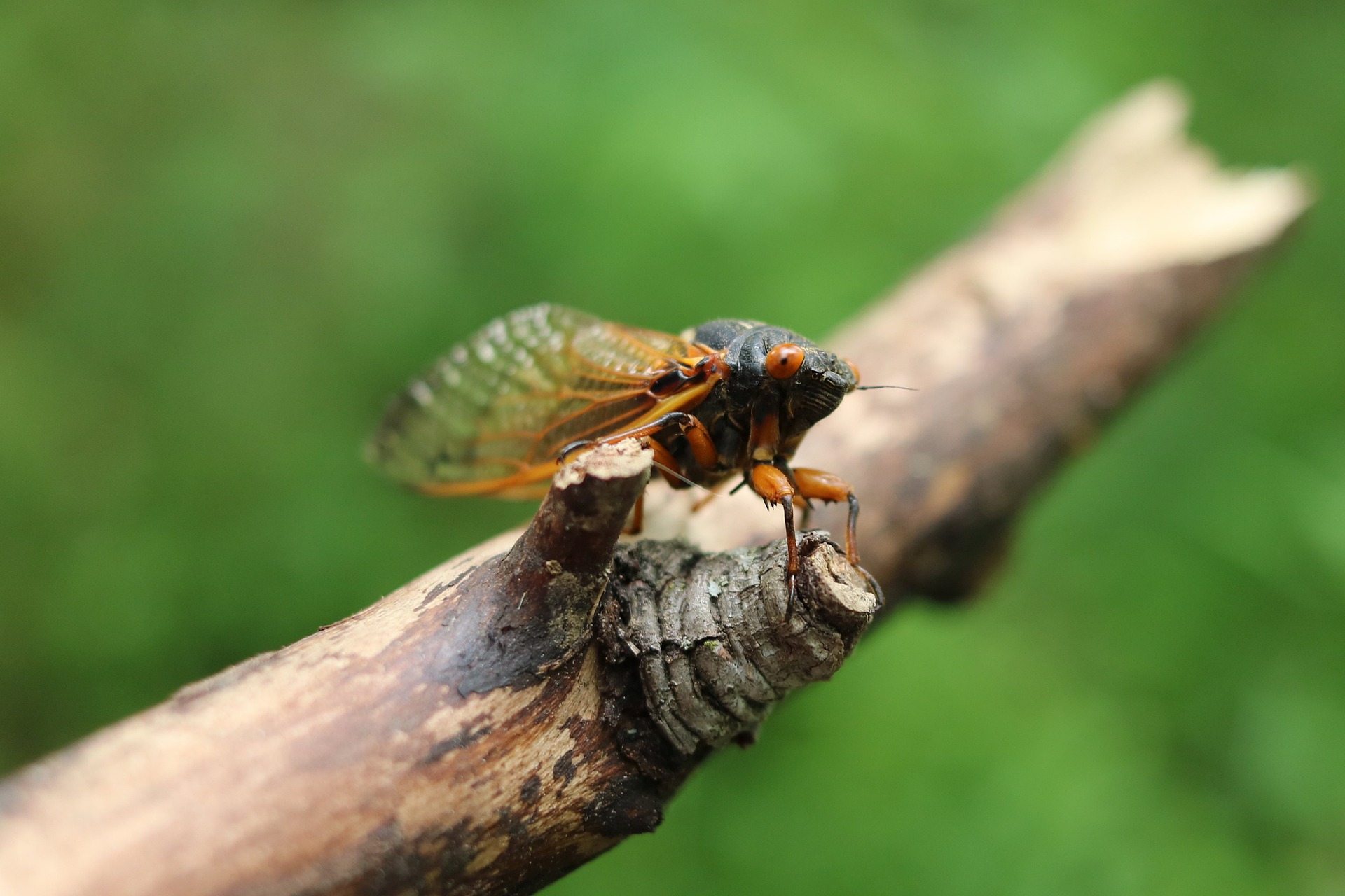 A red-eyed, black-bodied cicada with amber legs and wings perches on a brown stick facing towards the camera. The cicada's head is in sharp focus while the rest of the image blurs into the green background.
