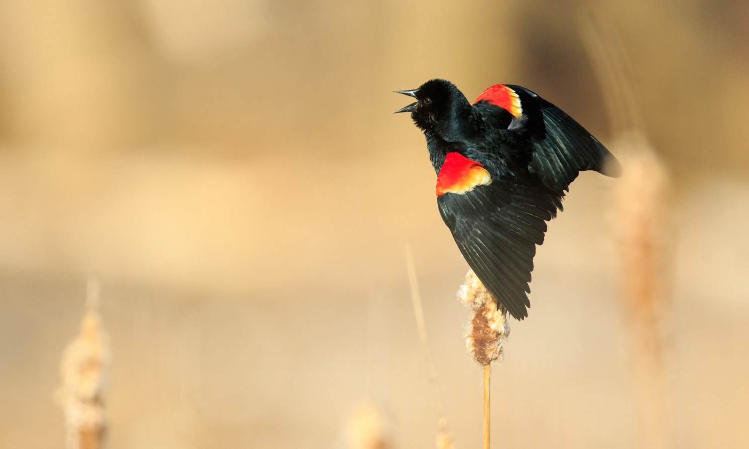 Cornell's Merlin app can identify birds by sight and sound | Popular ...