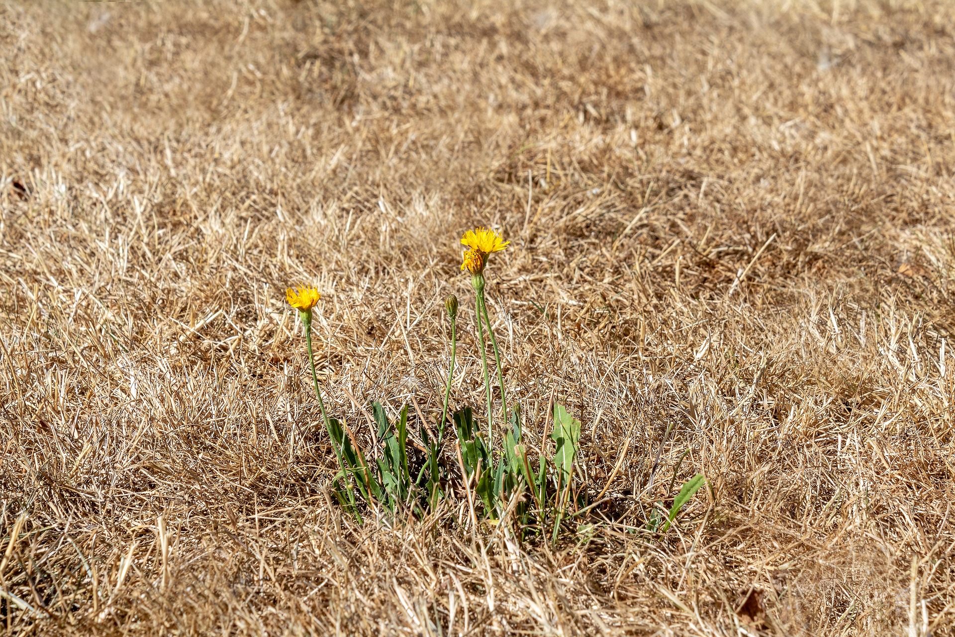 Dried grass and flowers in a drought and heat wave