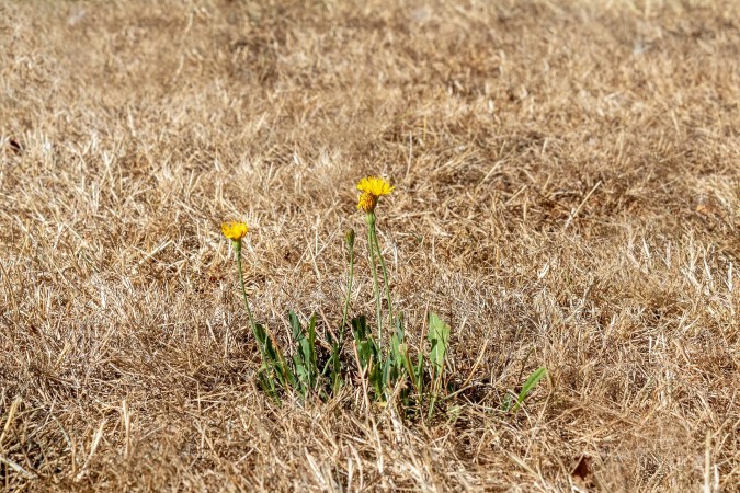 Dried grass and flowers in a drought and heat wave