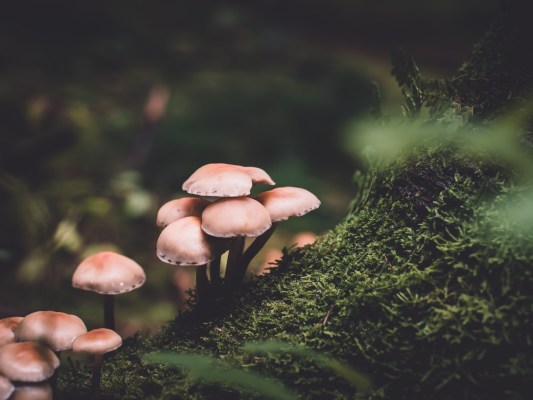 How to grow mushrooms in a terrarium | Popular Science