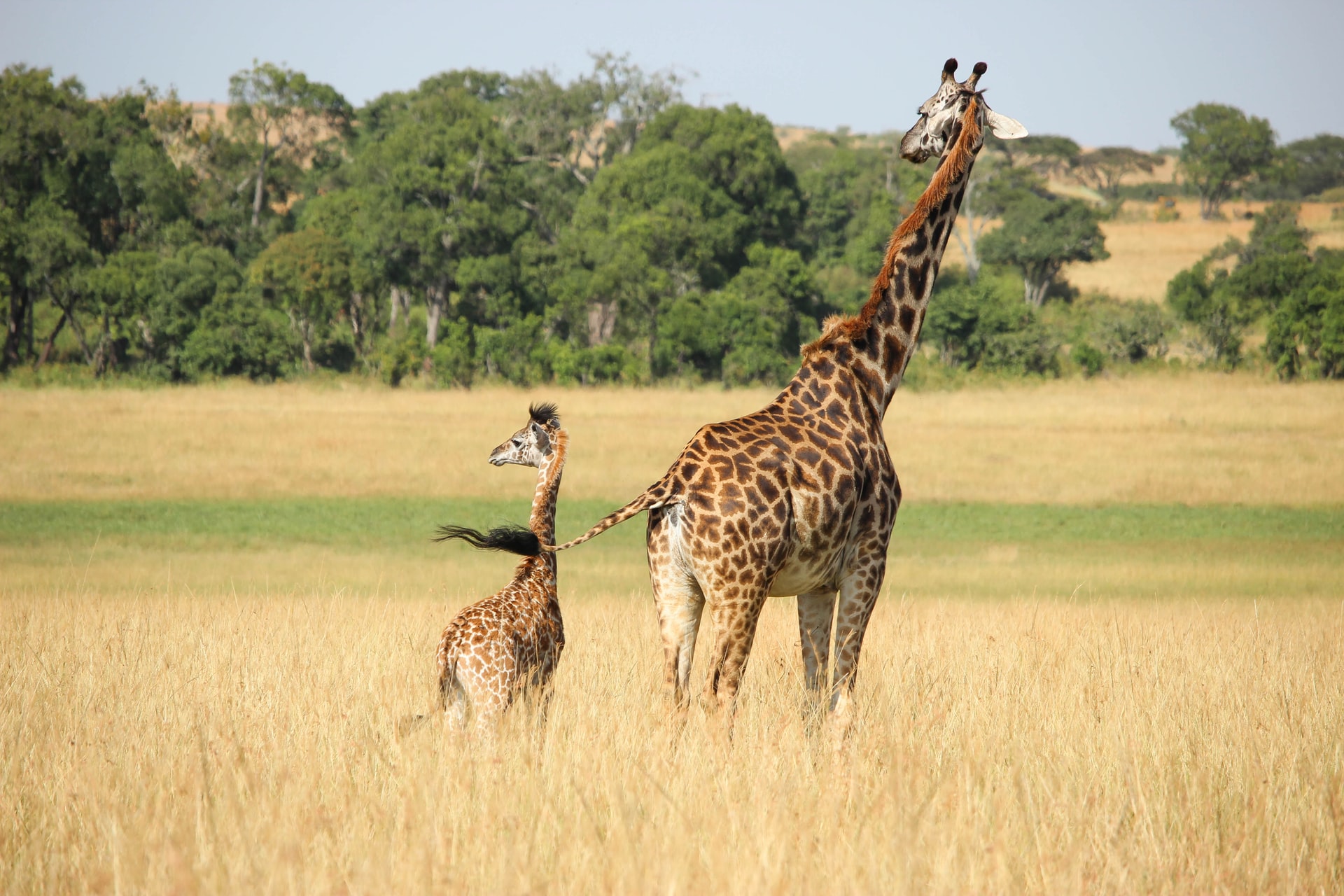 an adult giraffe stands in the grass with a young giraffe