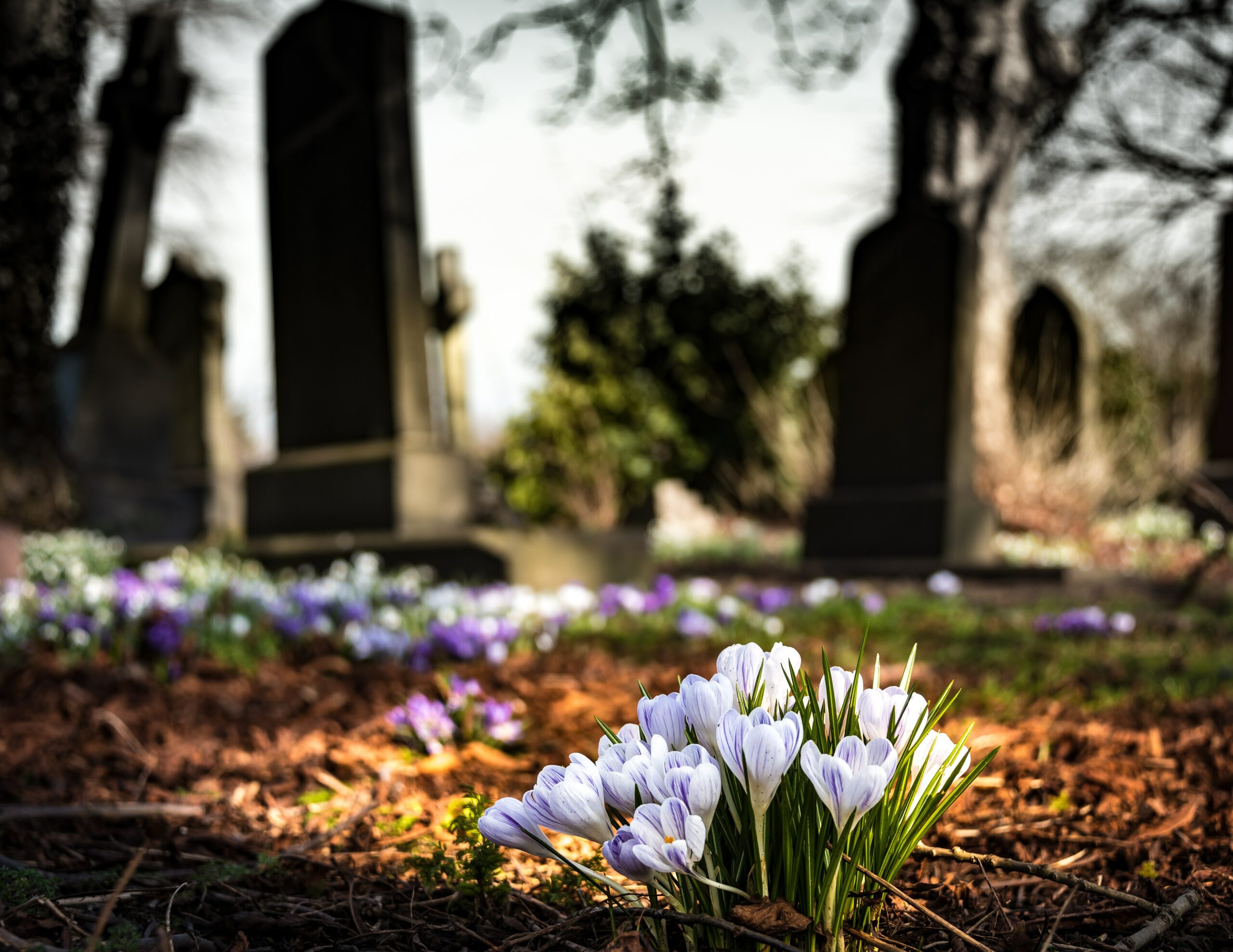 Purple flowers growing in the soil in a cemetary