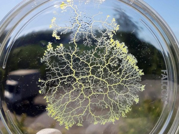 A yellow sponge-looking blob in a petri dish.