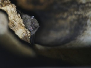 How to get a bat out of your house | Popular Science