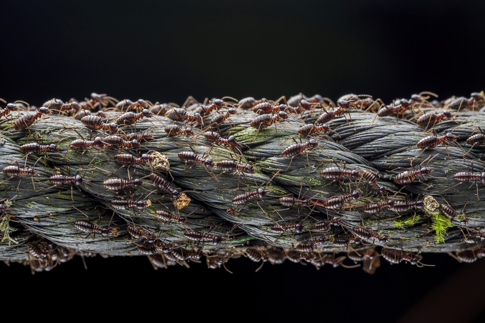 Soldier termites marching