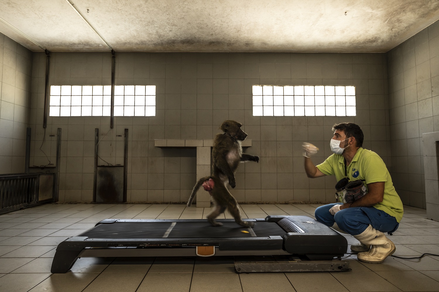 Baboon on treadmill