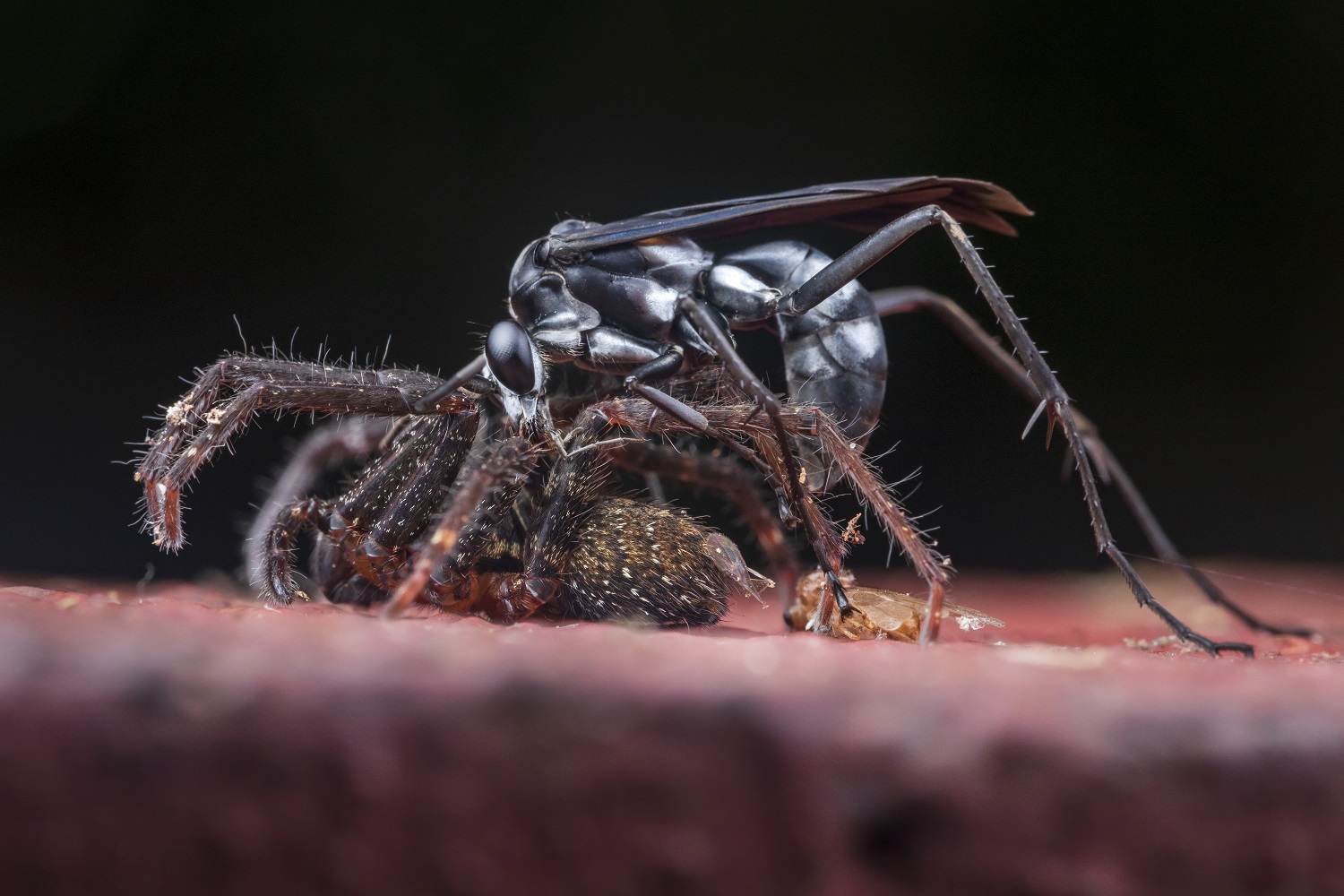 Wasp eating spider