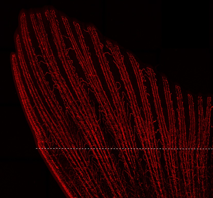 Zebrafish tail x-ray