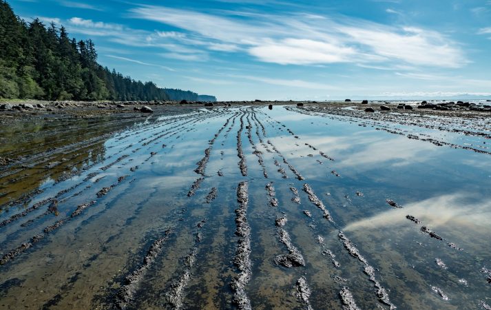 Oil-eating bacteria can survive in frigid Canadian waters