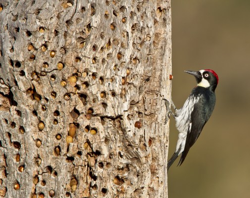 Blood, Death, And Eye Gouging: Welcome To The World Of Acorn Woodpeckers