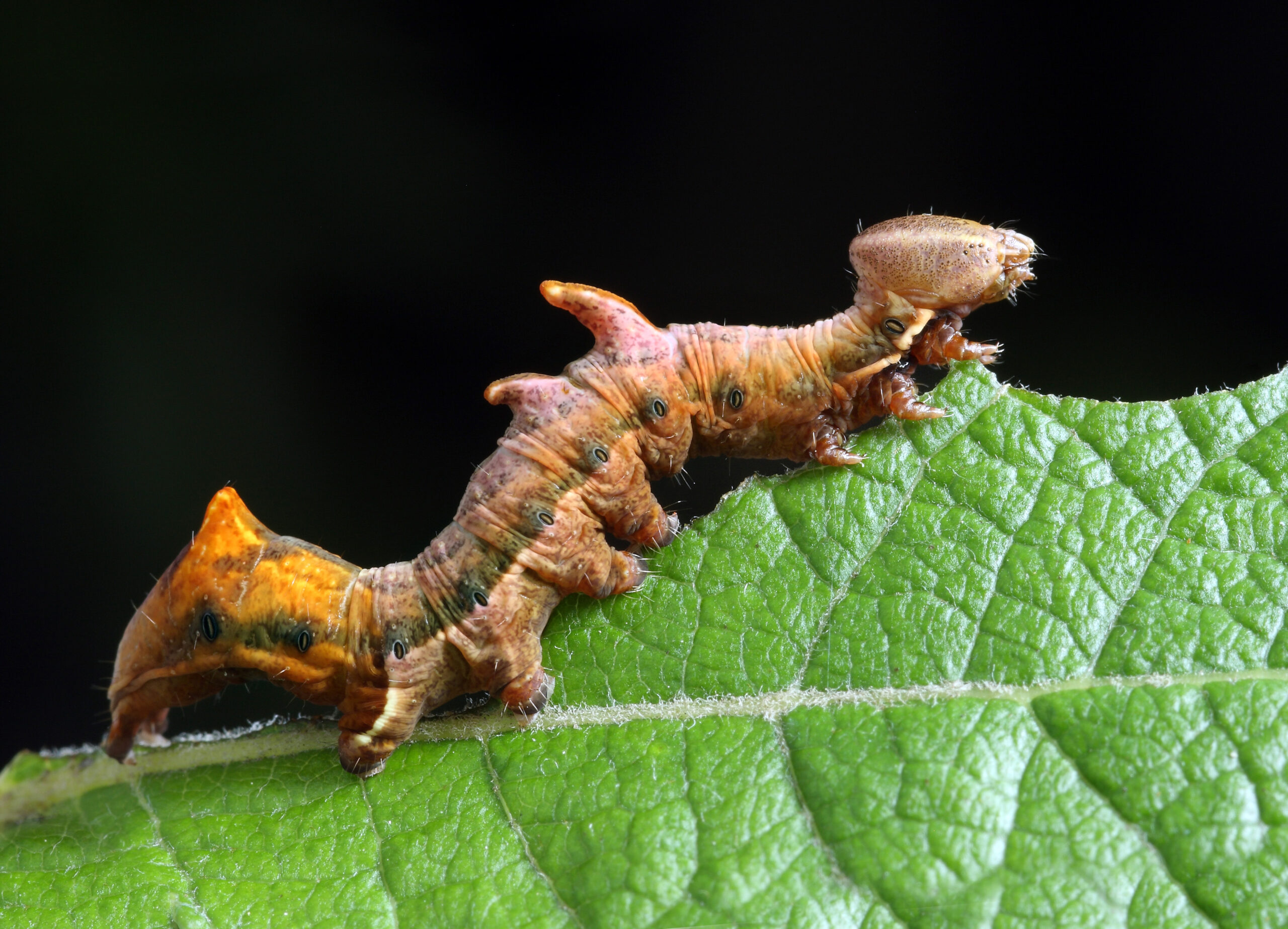 pebble prominent moth caterpillar climbing on a leaf