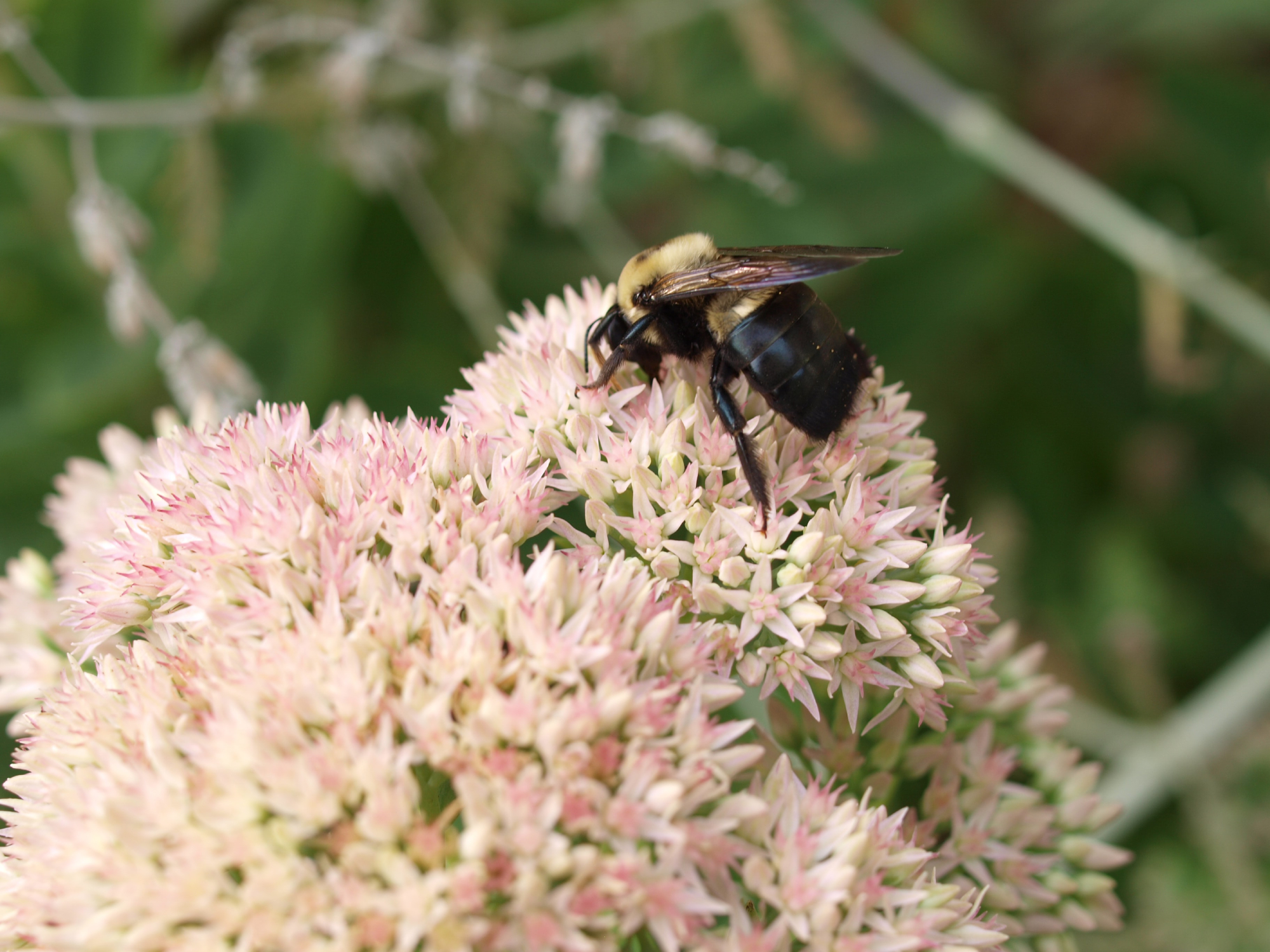 A carpenter bee on a white flower. If you're trying to figure out how to get rid of carpenter bees, it's best not to kill these crucial pollinators.