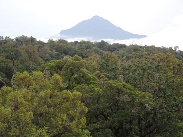 African rainforests are stronger carbon sinks than the Amazon