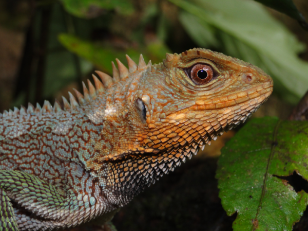 This rainbow-scaled lizard lived anonymously in the Andes—until now