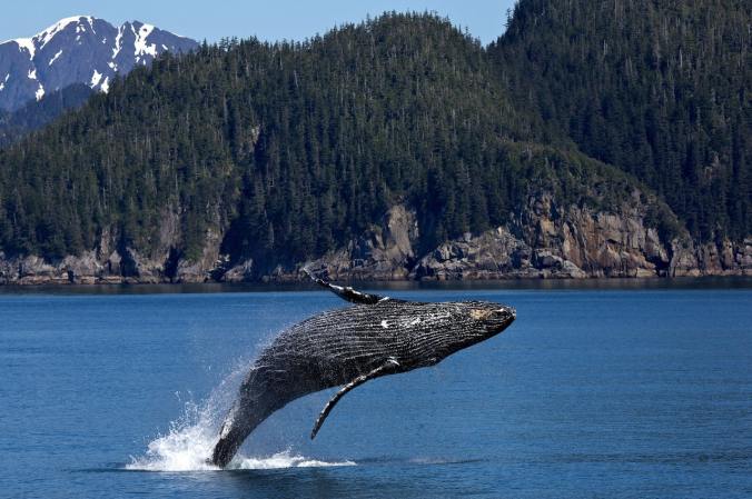 A humpback whale breaches water and hangs in mid-air, in front of forested cliffs.