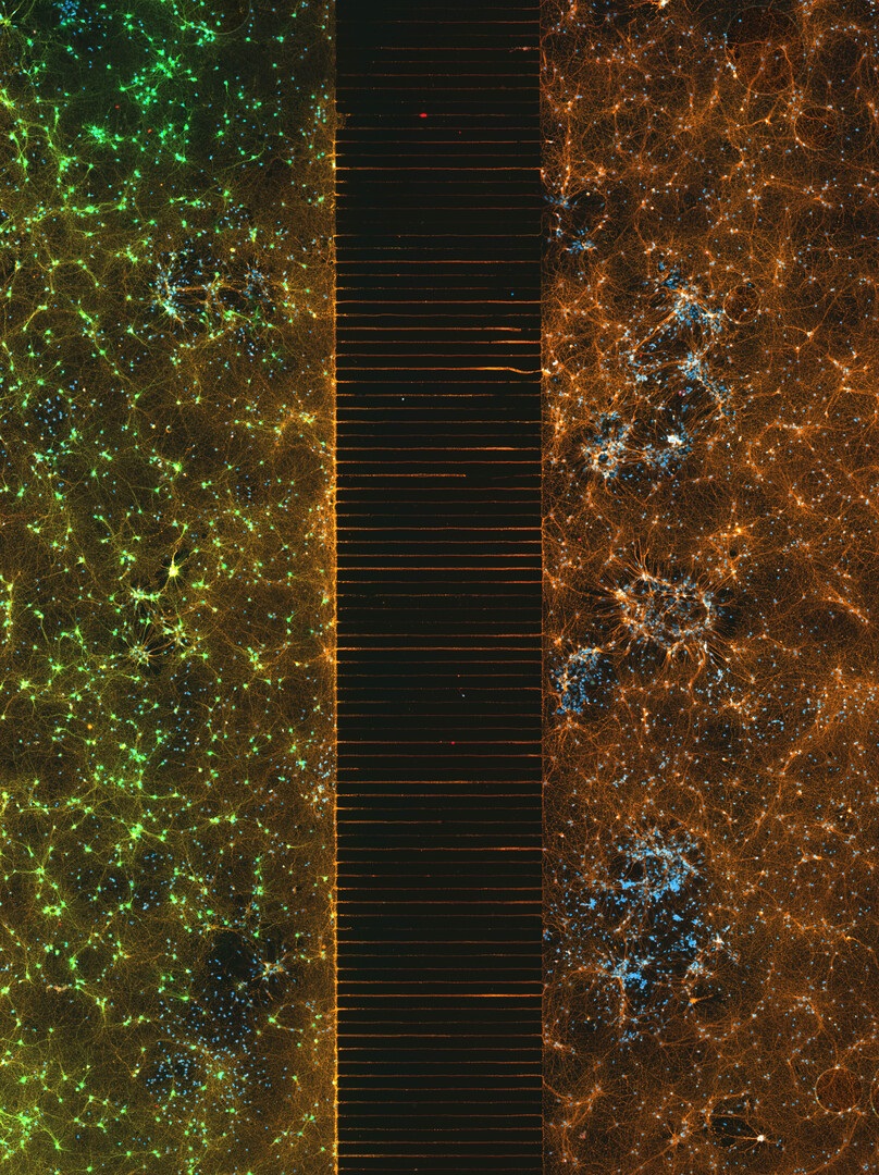 Neurons connected by axons