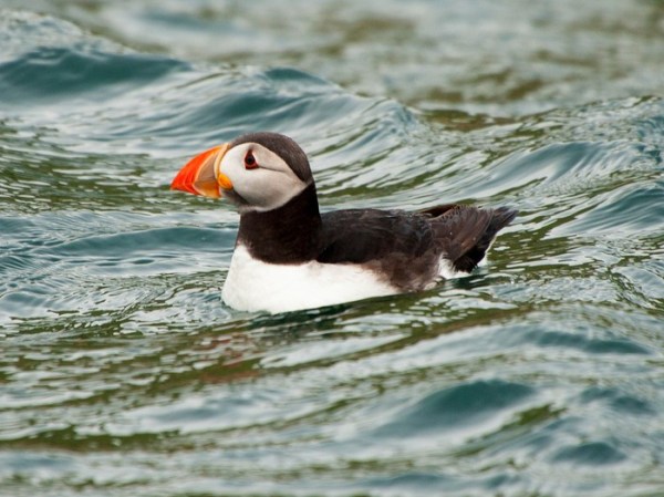 Cyclones can be fatal for seabirds, but not in the way you think