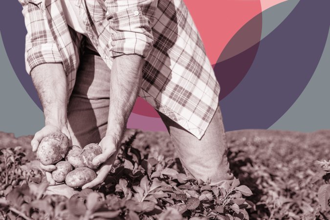 Farmer picking potatoes.