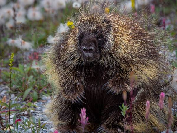 North american porcupine sitting on the ground among wild flower