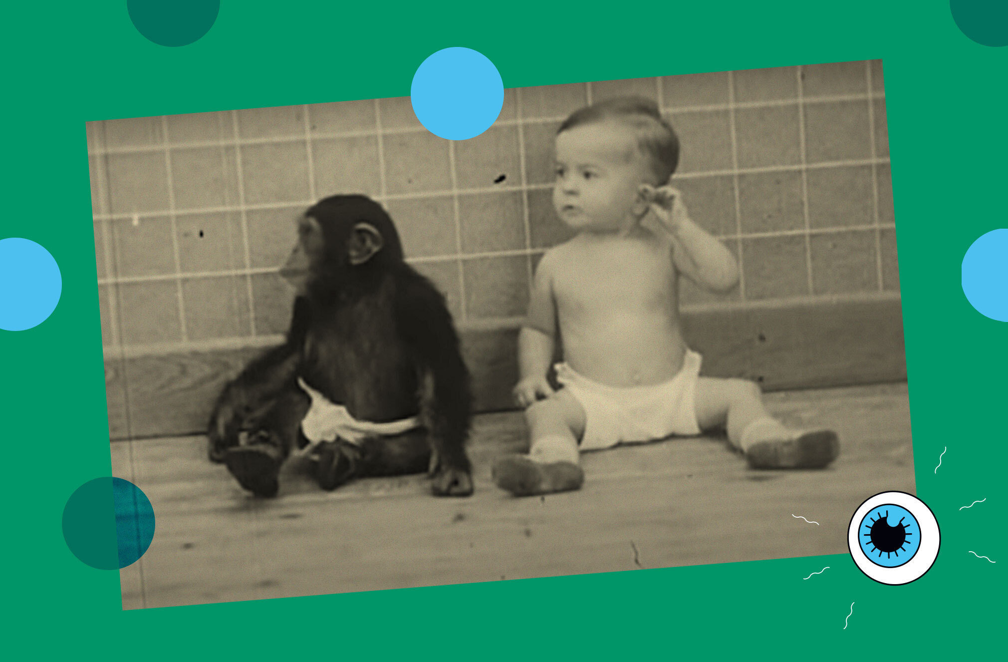 What scientists learned when they tried to raise a chimp with a  