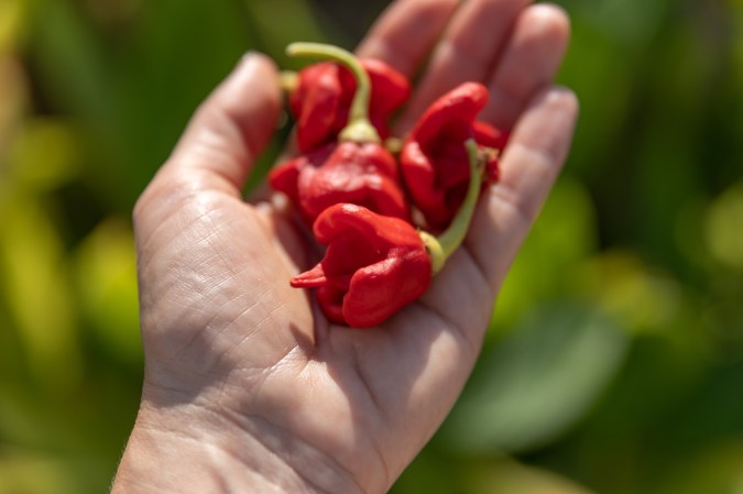 Hot chilli Carolina Reaper peppers on person's palm in summer garden.