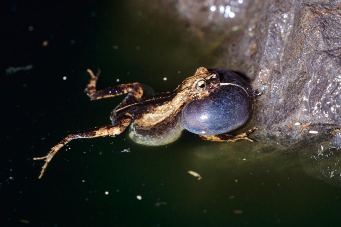 A frog in a dark pond with its vocal sac filled up with air.