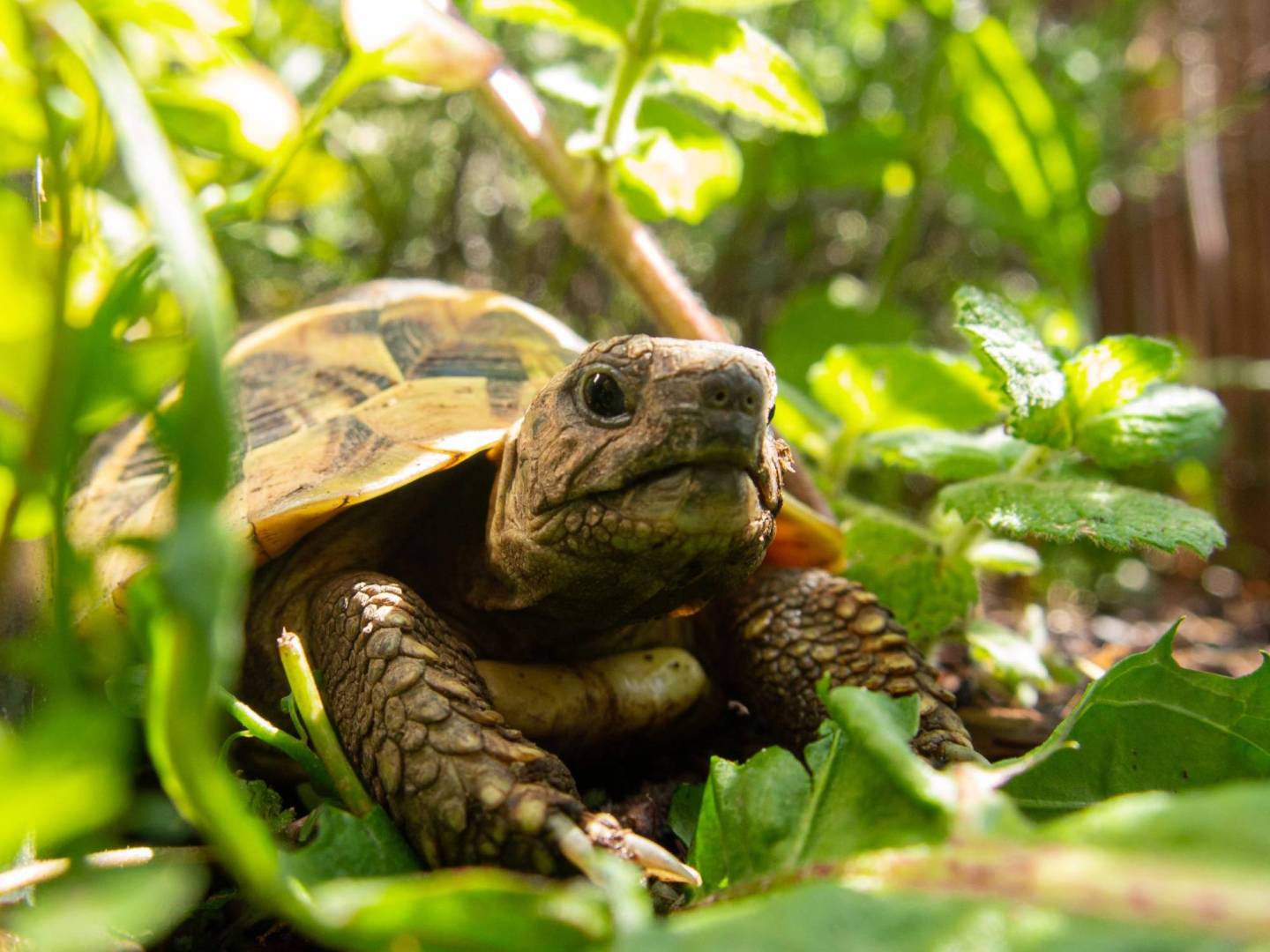 How to turn your garden into a tortoise sanctuary | Popular Science