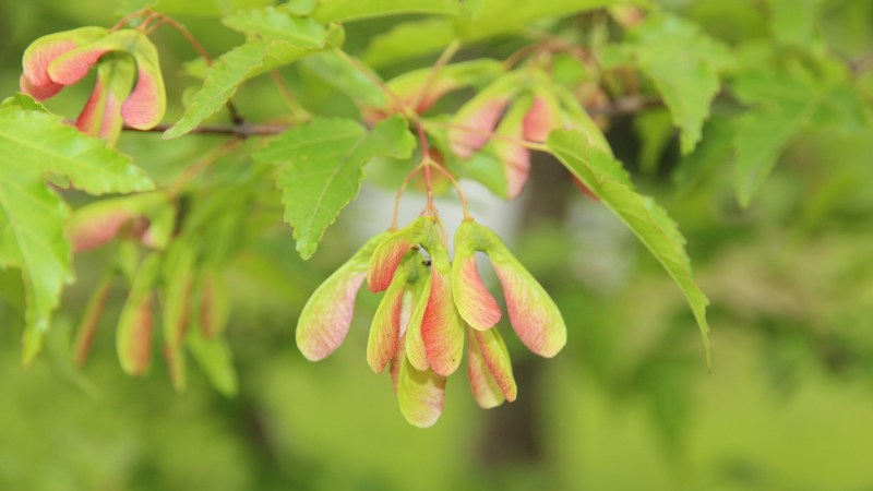 A closeup of a bunch of red maple seed, still red and green and unripe.