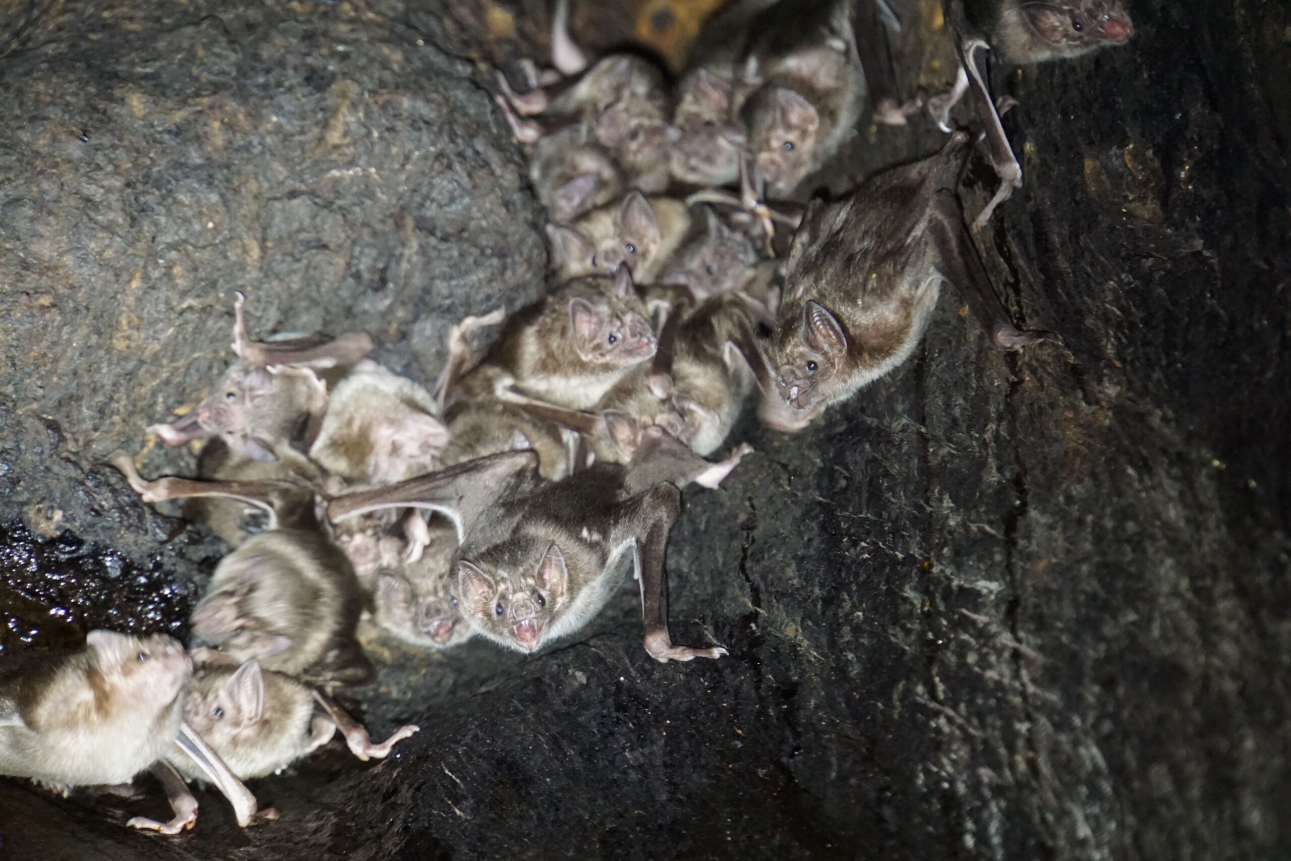 vampire bats hanging inside a tree