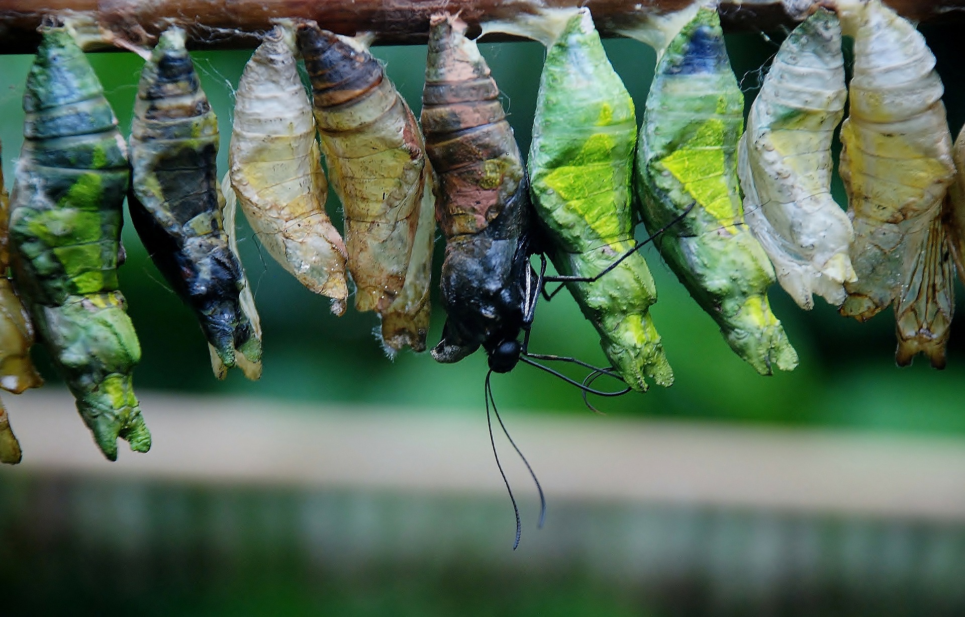 butterflies emerging from cocoons