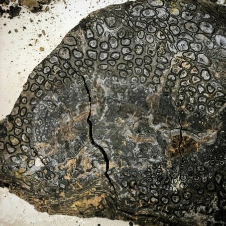 fossilized tree fern trunk