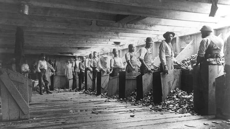Black oyster farmers in a wooden shelling facility in Staten Island