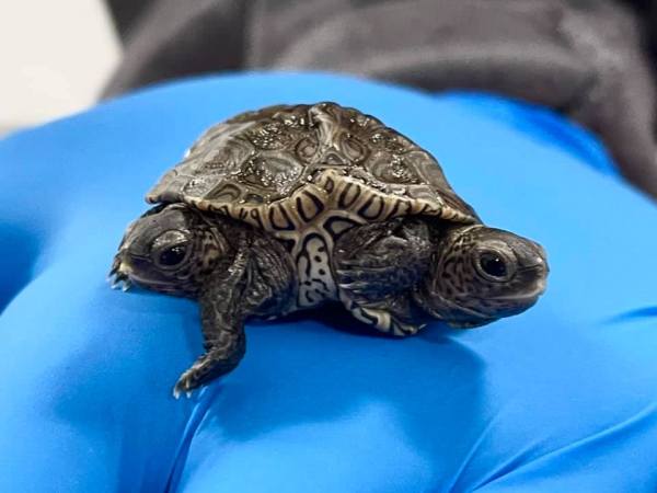 Two-headed turtle