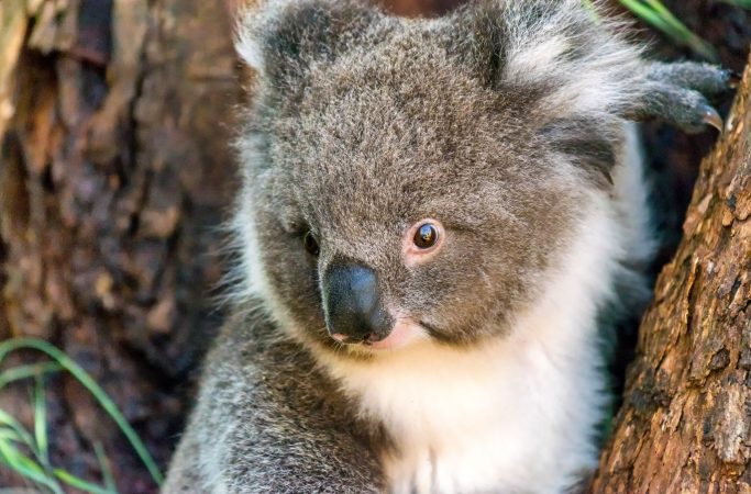 A new vaccine may curb the koala chlamydia epidemic