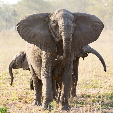 Ivory poaching has triggered a surge in elephants born without tusks