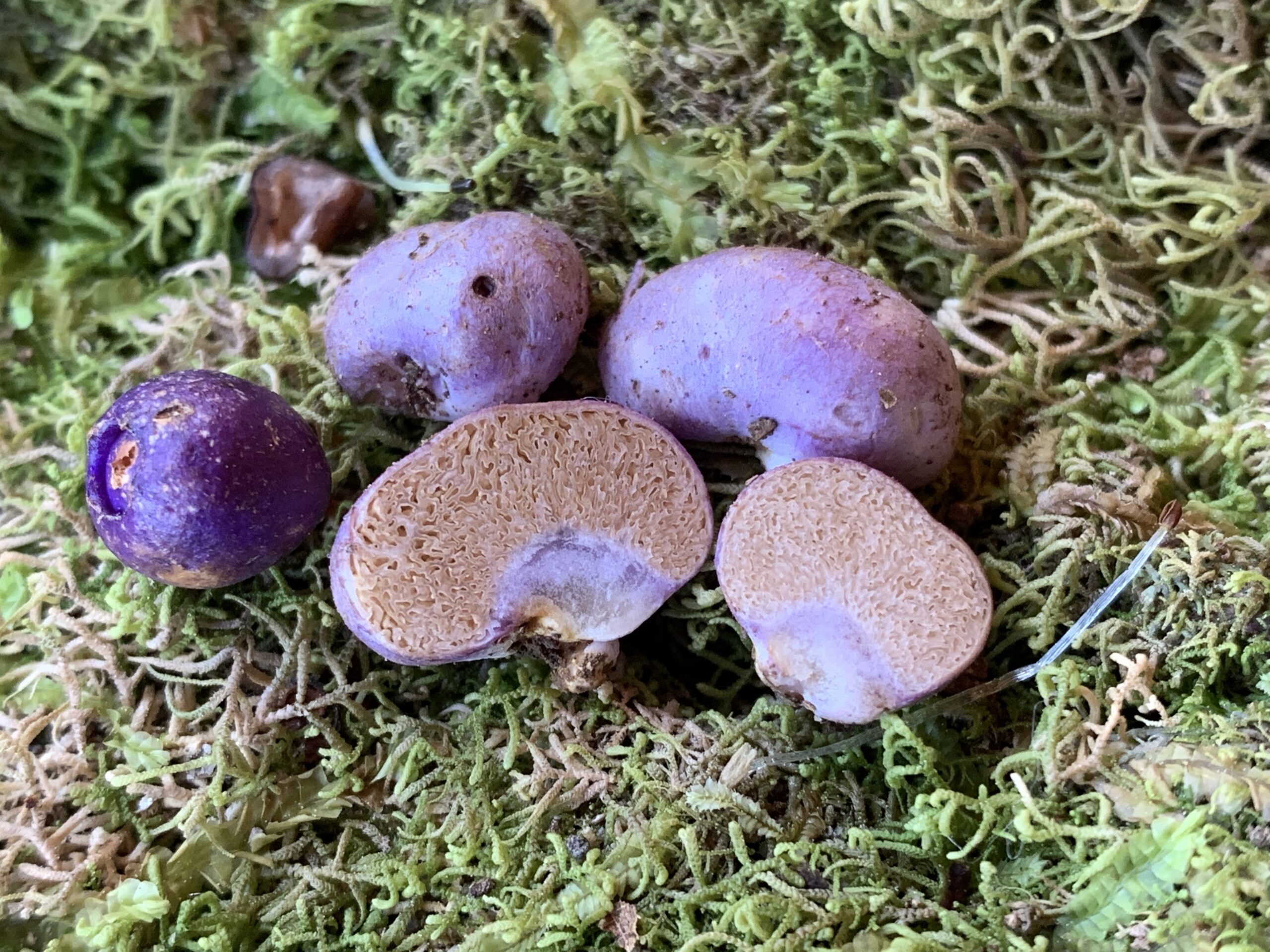 a small pile of purple-colored truffles on the ground next to a purple berry