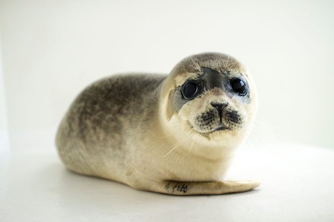 A young harbor seal looking at the camera