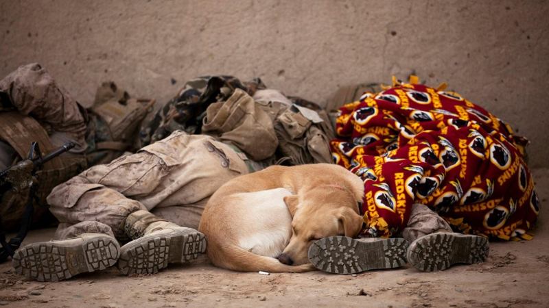 U.S. Marines sleeping on the ground with a stray dog in Afghanistan