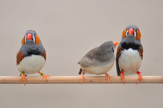 female zebra finch inspects male