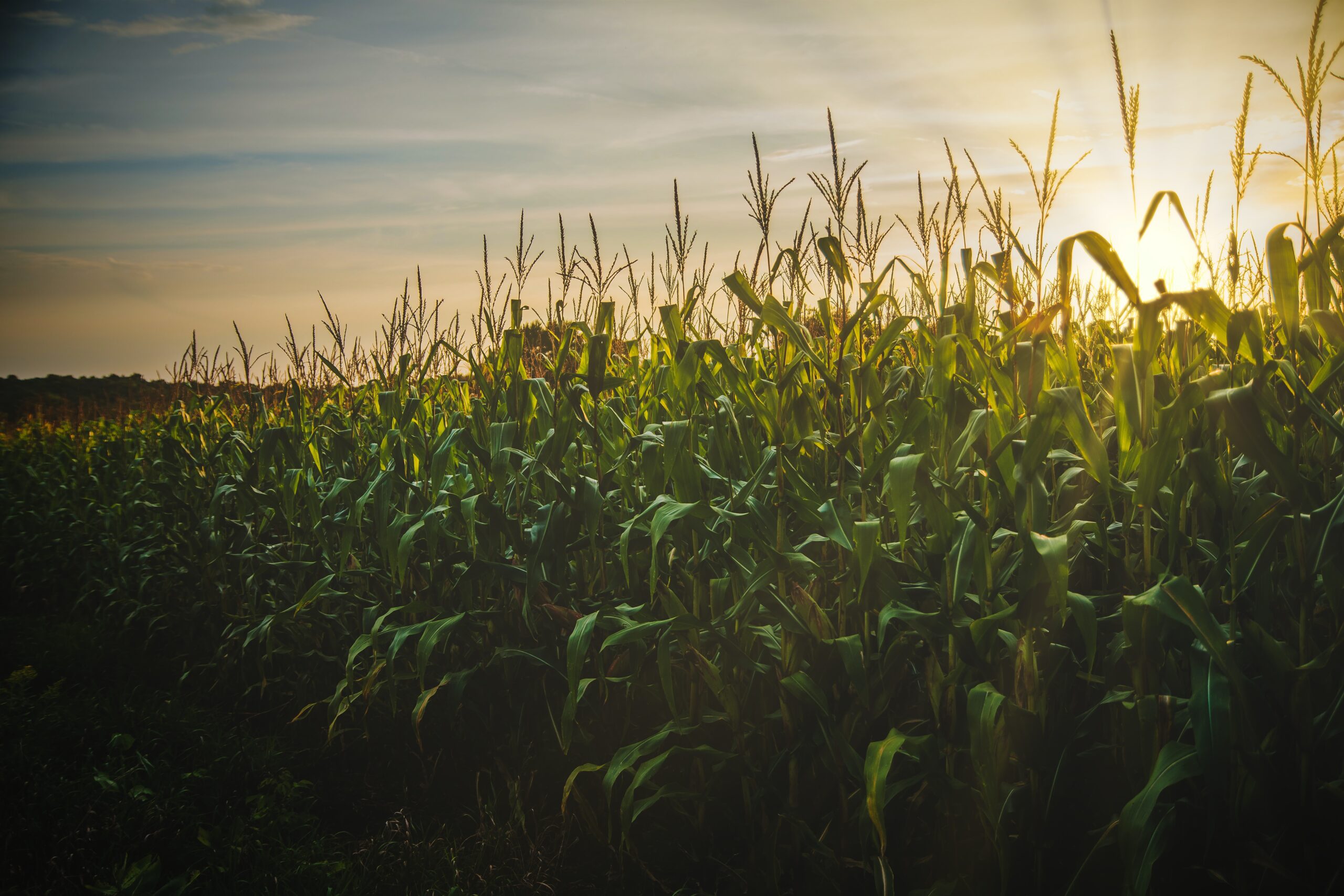 Field of corn