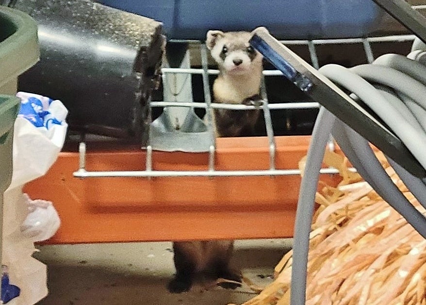 Endangered black-footed ferret hiding in tools in a garage