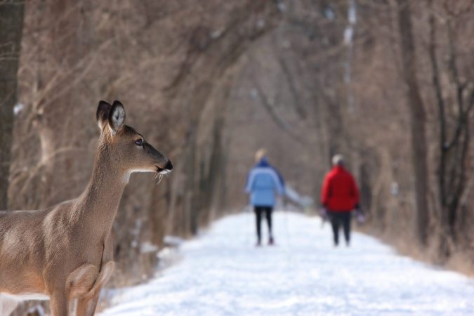 A deer looks down a snowy trail at two women walking.