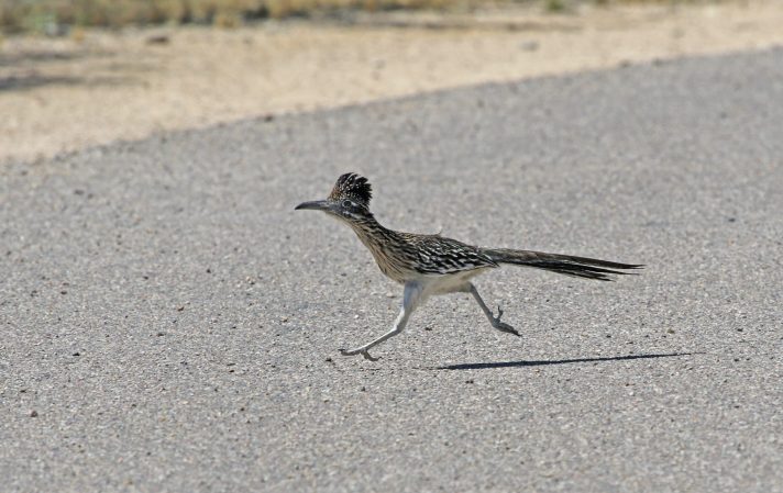 Greater roadrunner racing across a street in the desert