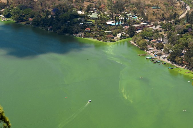 a thick green lake