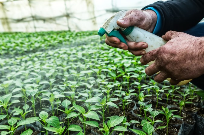 dirty hands spray green plants with a plastic bottle