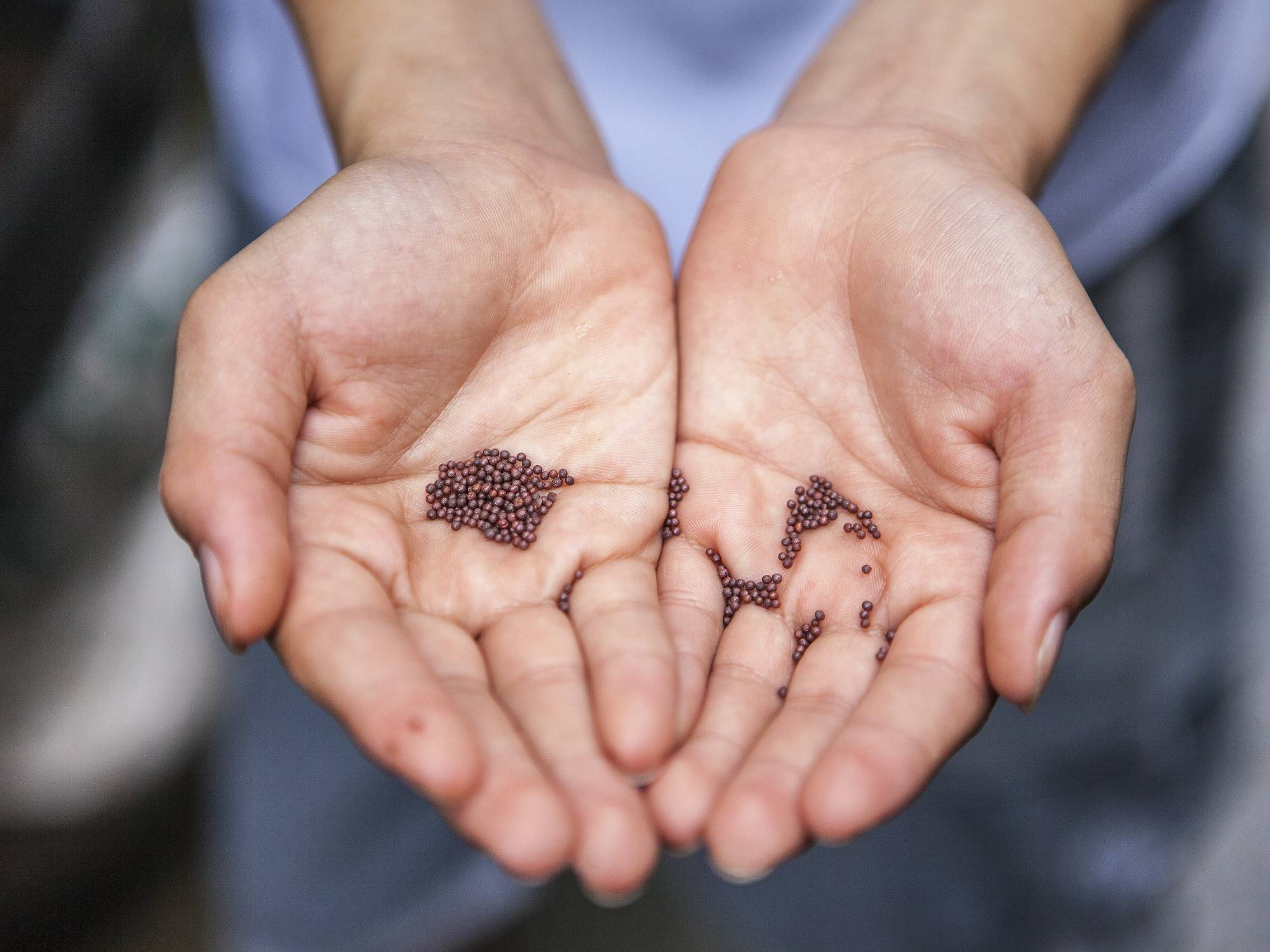 hands holding seeds