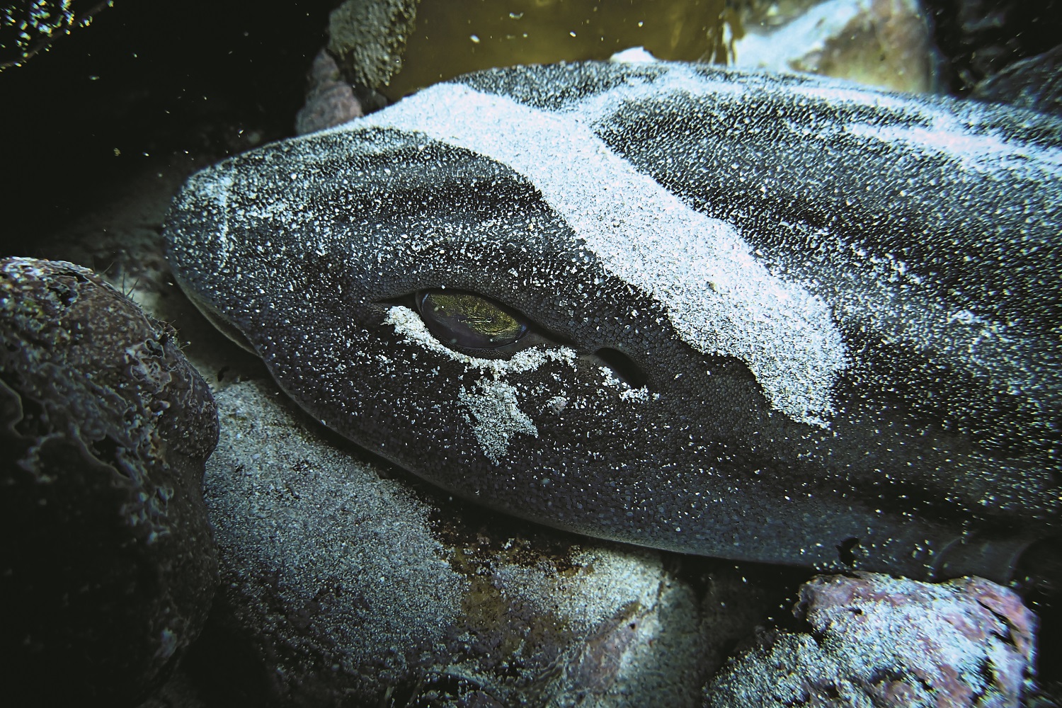 Black striped catshark with sand covering its head in Underwater Wild