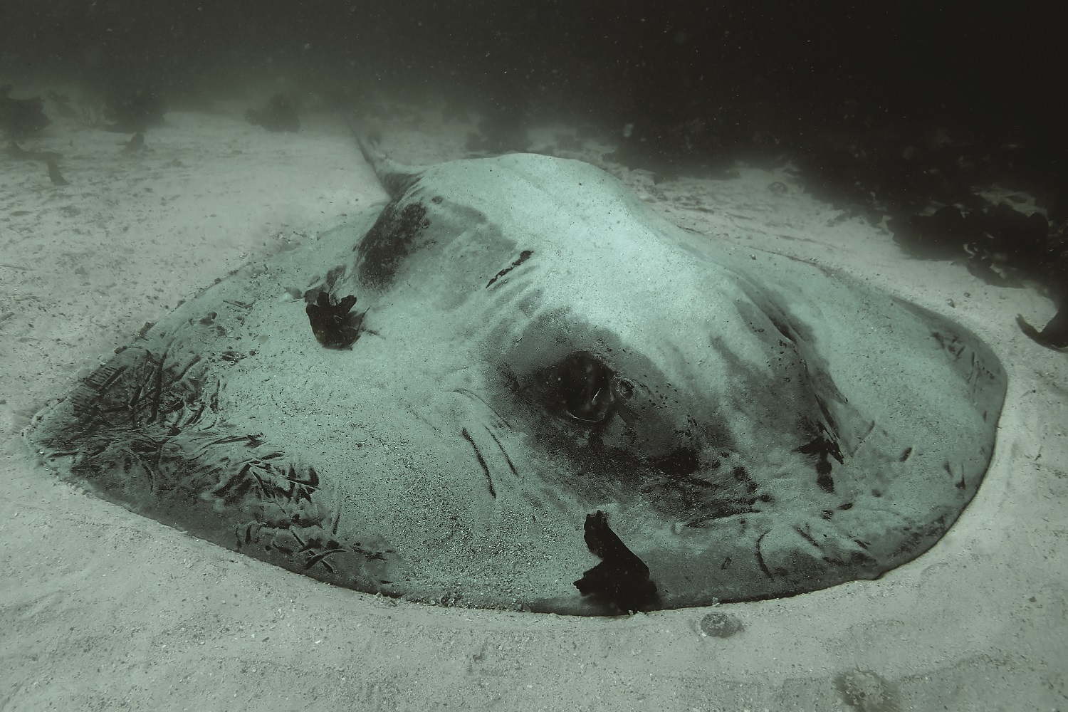 Giant stingray resting on the sandy ocean bottom from Underwater Wild